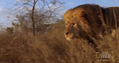 on the hunt running GIF by Nat Geo Wild 