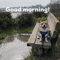 Good Morning Dog GIF