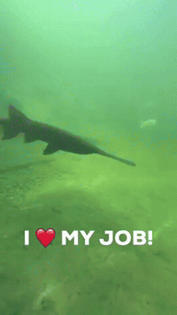 Pond I Love My Job GIF