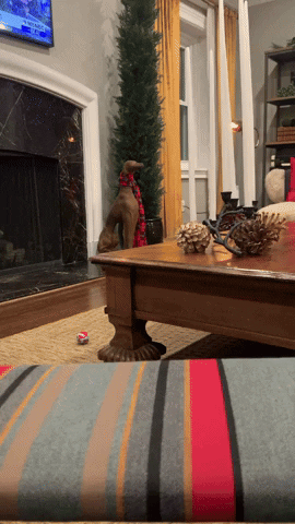 brianbalthazar  GIF
