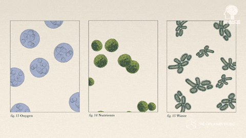GIF by The Explainer Studio
