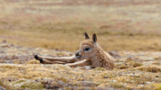 GIF by Disneynature