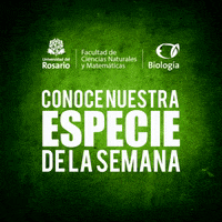 Urosario GIF by Universidad del Rosario