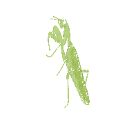 Bugs Insects Sticker