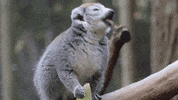 Atlanta Atl GIF by ZooATL