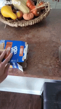 Bird Wants Both Boxes GIF by ViralHog