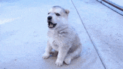 puppy oc GIF