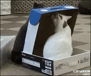 cat boxes GIF