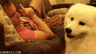 Dog Love GIF by The BarkPost