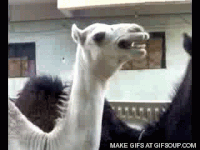 Camel GIF