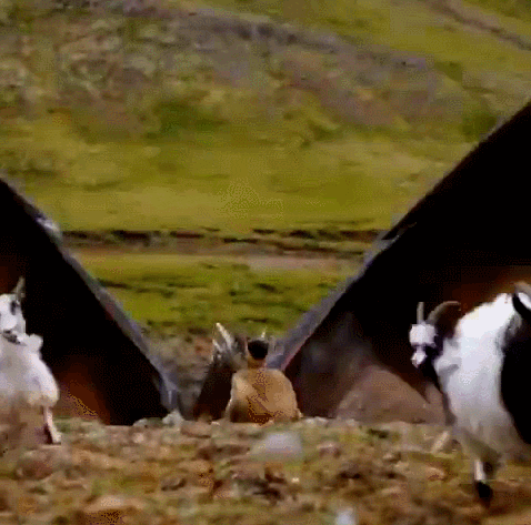 drogon GIF