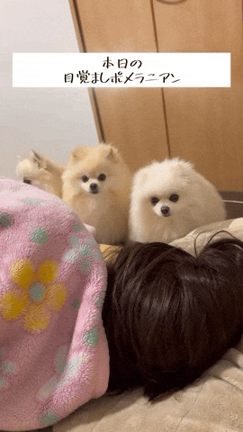 cuteanimalland giphyupload GIF