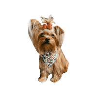 Doctor Who Dogs Sticker by Geekster Pets