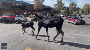 Herd of Moose Visit Wyoming Shopping Center