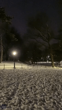 Elusive Coyote Spotted Roaming Central Park