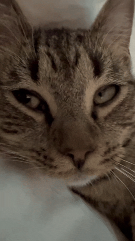 Tired Cat GIF