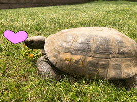 cockrill tortoise love love my shell love turtle love tortoises GIF