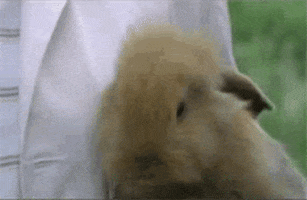 joke GIF