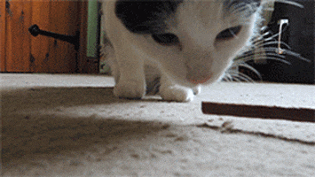 cat and he is so cute GIF