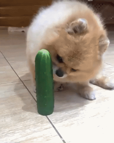 cuteanimalland giphyupload GIF