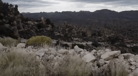 Viceland GIF by RISE