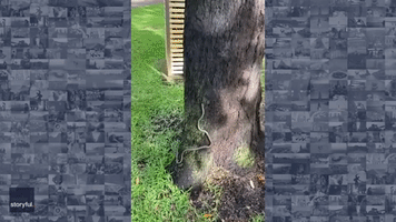 Green Tree Snake Slithers Up Tree After Froggy Lunch