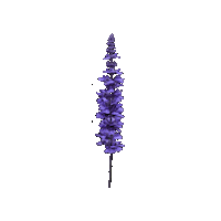 Sage Salvia Sticker by Ball Horticultural Co