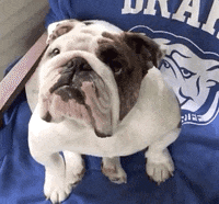 Drake Mascot GIF by DrakeUGriff