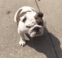 Drake Mascot GIF by DrakeUGriff