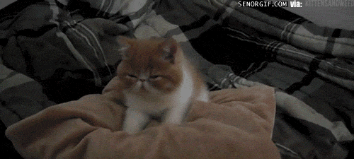 cat blankets GIF by Cheezburger