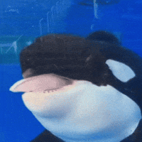 Tongue Aquarium GIF