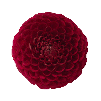 day of the dead love Sticker by Flower Council