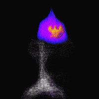 LineApeClub obscure line ape club obscure prints line apes GIF