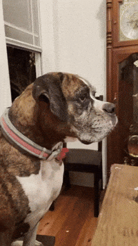 Juliuslamonica GIF