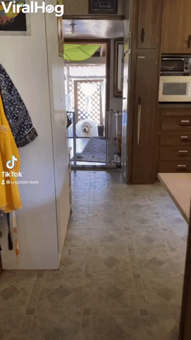Cone Canāt Stop Doggy From Squeezing Through Gate