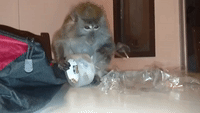 Monkey Struggles to Figure Out How Sticky Tape Works