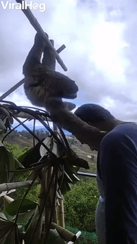 Rescued Sloth Shows Love to Rescuer