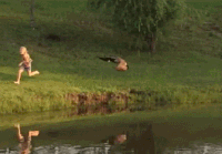 goose GIF
