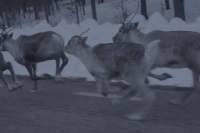 music video dog GIF by Conner Youngblood