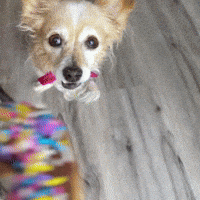 Donut Bite GIF