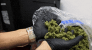Bloom Andrew GIF by Exclusive Brands