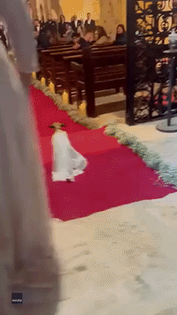 Chihuahua in White Dress Makes for Adorable Addition to Bridal Paw-ty