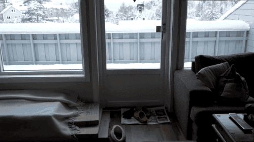 cat snow GIF