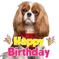 Happy Birthday Sticker by Pimp Yo Pets