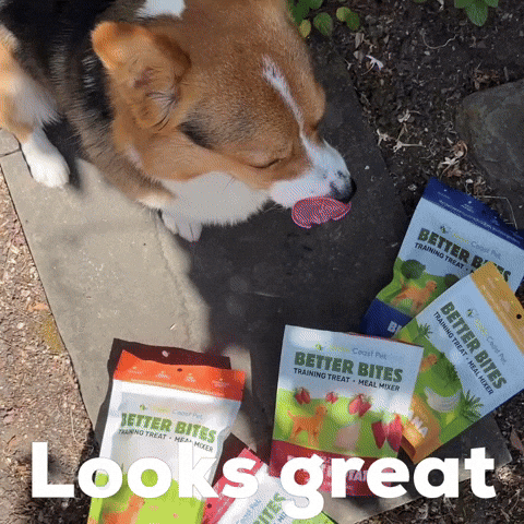 Dog Looks Great GIF