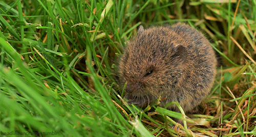 common vole rodent GIF by Head Like an Orange