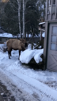'You've Something Stuck on Your Antler': Elk Picks Up Unexpected Decoration
