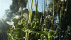 Photography Garden GIF by MasterChefAU