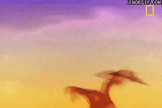 flying foxes bats GIF by Cheezburger