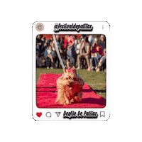 Dogs Dogmodel Sticker by Festival De Patitas